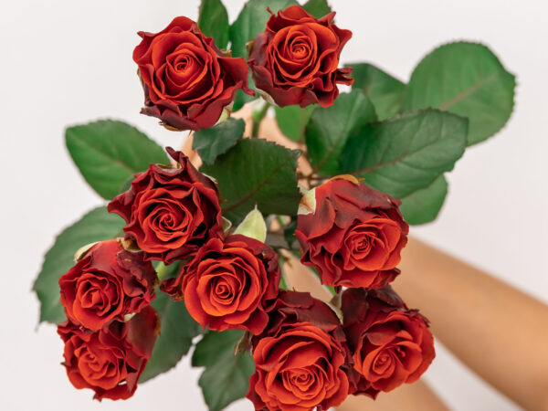 bouquet of red roses in female hands on a white background, top view.